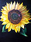 'A ray of Sunflower'. Mixed media (Oil pastel & acrylic). 1 x .85m (Approx)